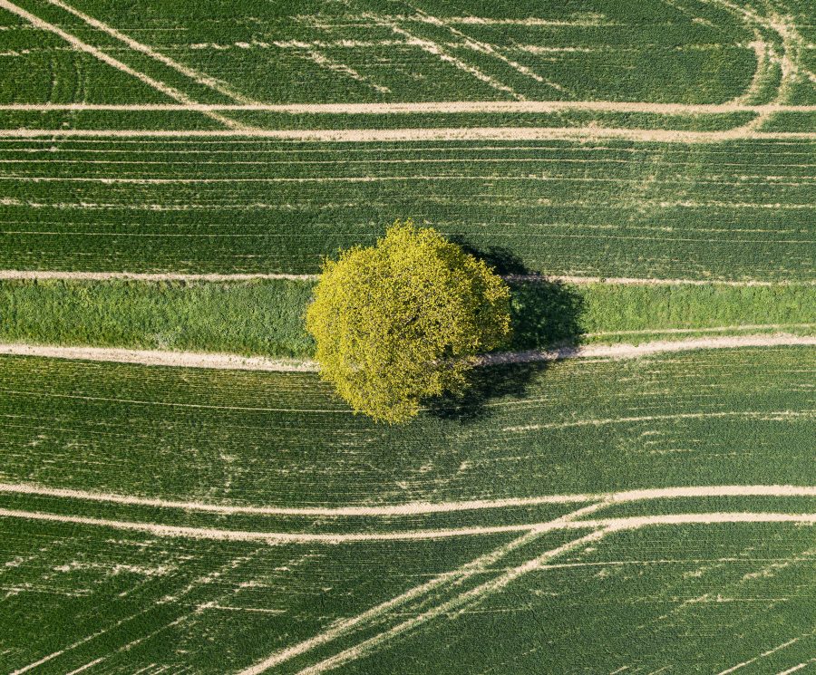 tree on land