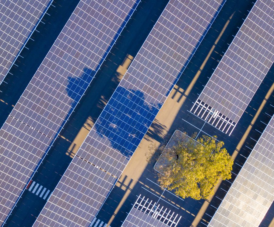 Parking lot solar farm with a gum tree growing